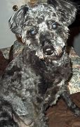 Image result for Poodle Terrier Mix