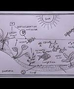 Image result for Ecosystem Drawing