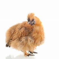 Image result for Brown Silkie