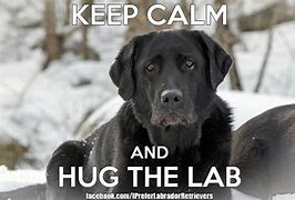 Image result for Black Lab Dog Memes