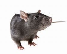 Image result for Rat Free