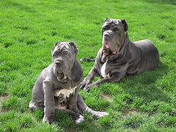 Image result for Grate Mastiff