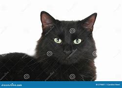 Image result for Black Cat Smile