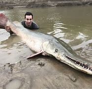 Image result for Alligator Gar Fisch