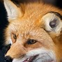 Image result for Red Black Ghost Fox Profile