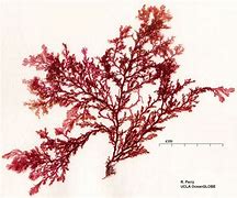 Image result for Red Algae Labelled Diagram