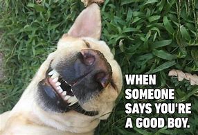 Image result for Dog Memes so Funny