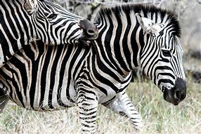 Image result for Zebra Road Scatsh