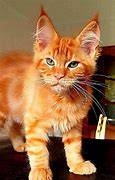 Image result for Tabby Cat Kitten