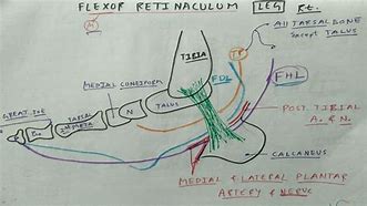 Image result for Flexor Retinaculum Ankle Thicking