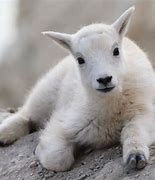 Image result for Little Goat