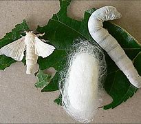 Image result for Silk Moth