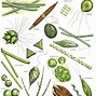 Image result for Algae Adaptations