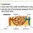 Image result for Vertebrate Circulatory System