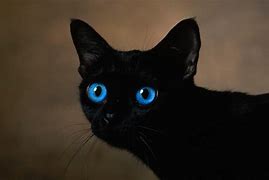 Image result for black cat eyes wallpaper