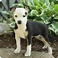 Image result for Rat Terrier Pups