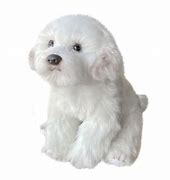 Image result for A Maltese Dog