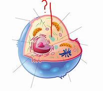 Image result for Parts of a Cell Diving