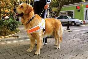 Image result for Guide Dog Artigue