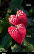 Image result for red heart flowers