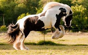 Image result for Most Beautiful Gypsy Horse