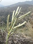 Image result for Spanish Broom