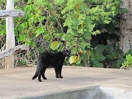 Image result for Stray Black Cat Trash