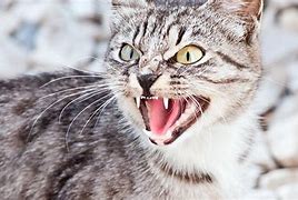 Image result for Cat Hissing Side View