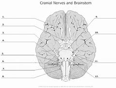 Image result for Cranial Nerves Number Diagram