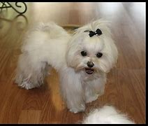 Image result for Long Haired Maltese Dog