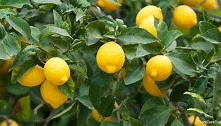 Image result for Lemon Tree Home