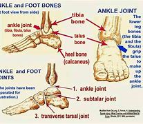 Image result for Joint Surfaces Ankle