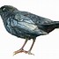 Image result for Raven Art Drawing