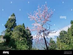 Image result for Shishki Trees