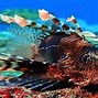 Image result for Sea Trip