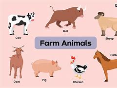 Image result for Free Farm Animals