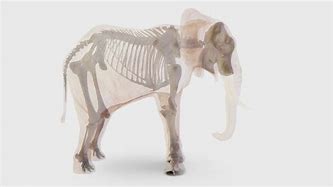 Image result for Horror Elephant Skeleton