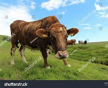 Image result for Icelandic Cow