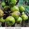 Image result for Buah Ara