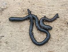 Image result for Black with Purple Plastic Worms