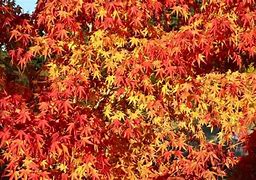 Image result for California Maple Tree