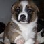 Image result for Corgi Puppy