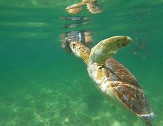 Image result for Seychelles Turtles