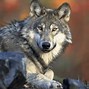 Image result for White Husky Wolf Dogs