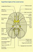 Image result for Cranial Nerves Number Diagram