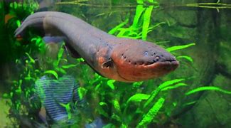 Image result for Electric Eel Eating