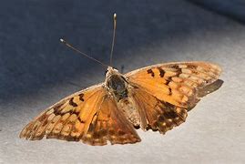 Image result for Tennessee Moths