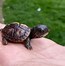 Image result for New School Baby Turtle