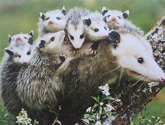 Image result for Opossum Babies