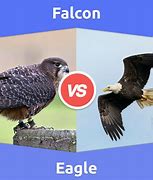 Image result for Hawk Eagle Falcon